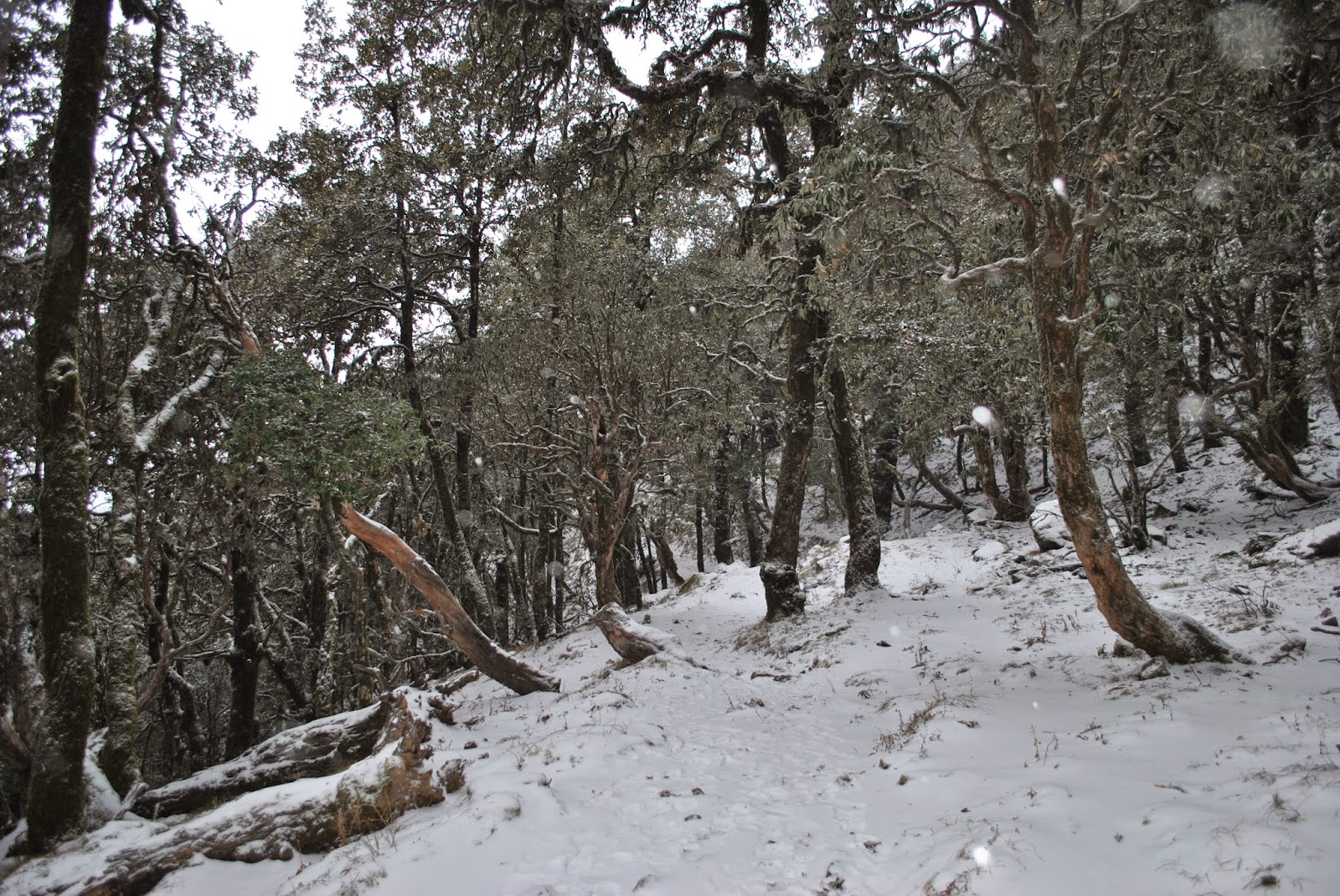 The Trek That Was A Beginning ! - Nag Tibba