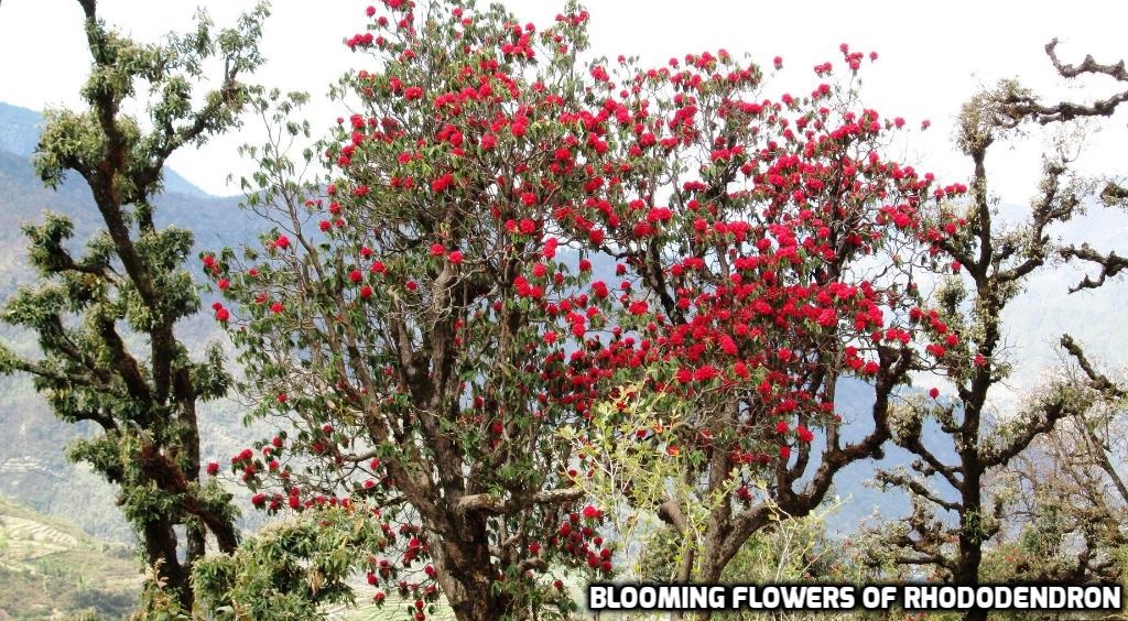Why Panwali Kantha Is A Great Late Winter Trek
