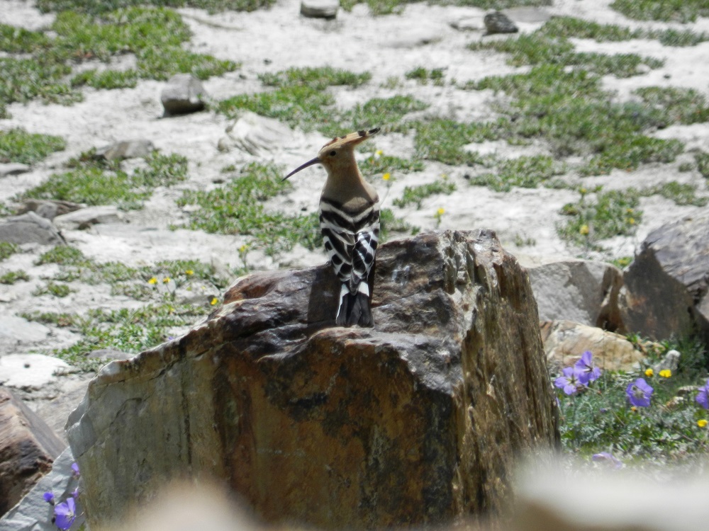 Conquering Your Fears, Gaining Yourself : Manali - Khardung La Cycling Expedition ( Part - 2 : Sissu to Brandy Nallah )