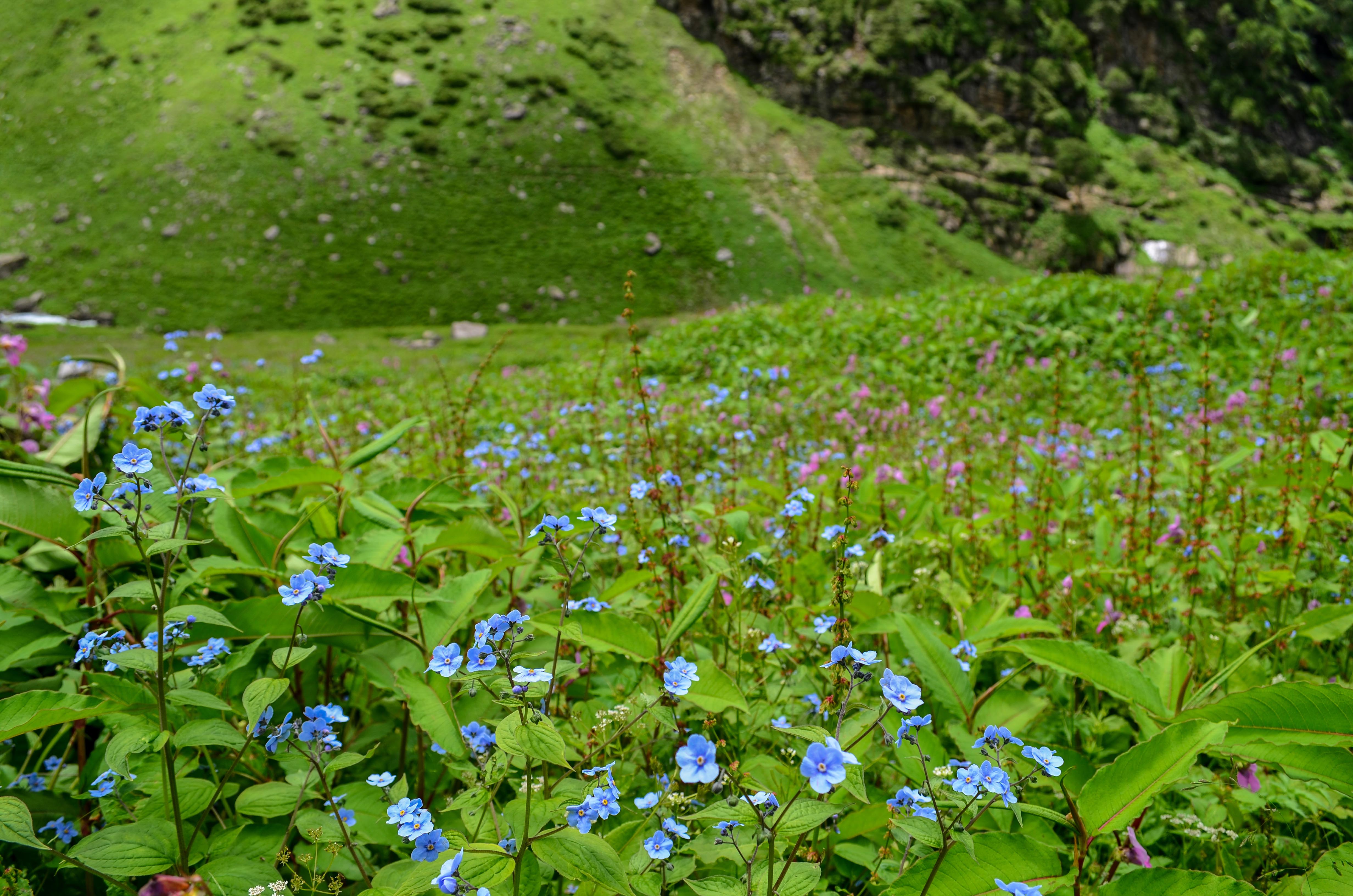 Hampta Pass : A trek of a lifetime