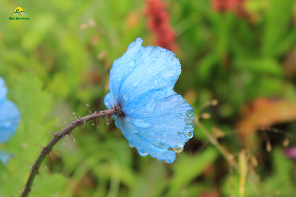 Valley of Flowers – The trip that was not supposed to happen!