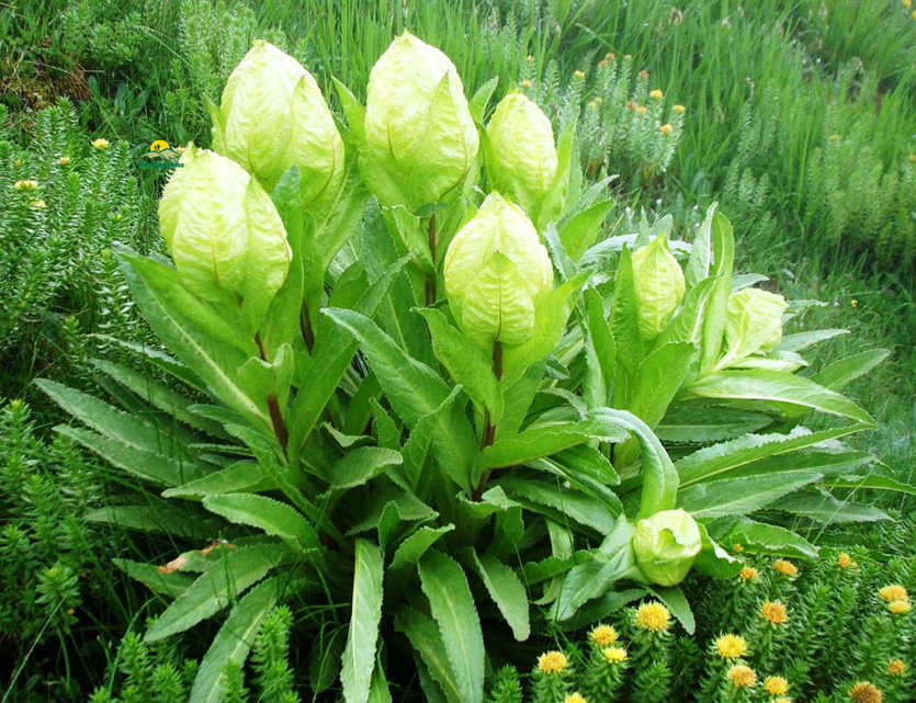 Valley of Flowers – The trip that was not supposed to happen!
