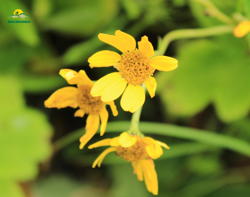 Valley of Flowers – The trip that was not supposed to happen!