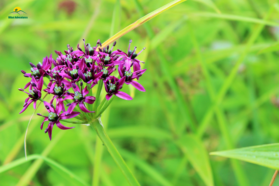 Valley of Flowers – The trip that was not supposed to happen!