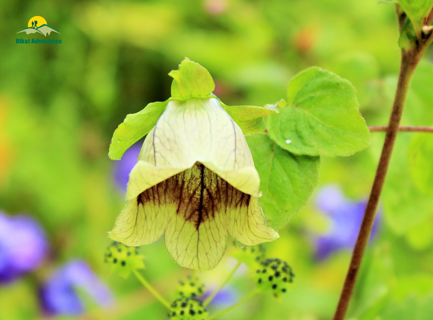 Valley of Flowers – The trip that was not supposed to happen!