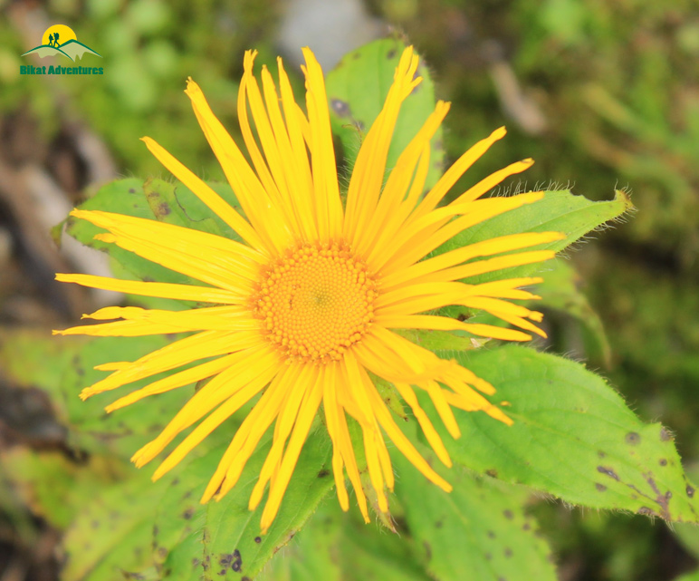 Valley of Flowers – The trip that was not supposed to happen!