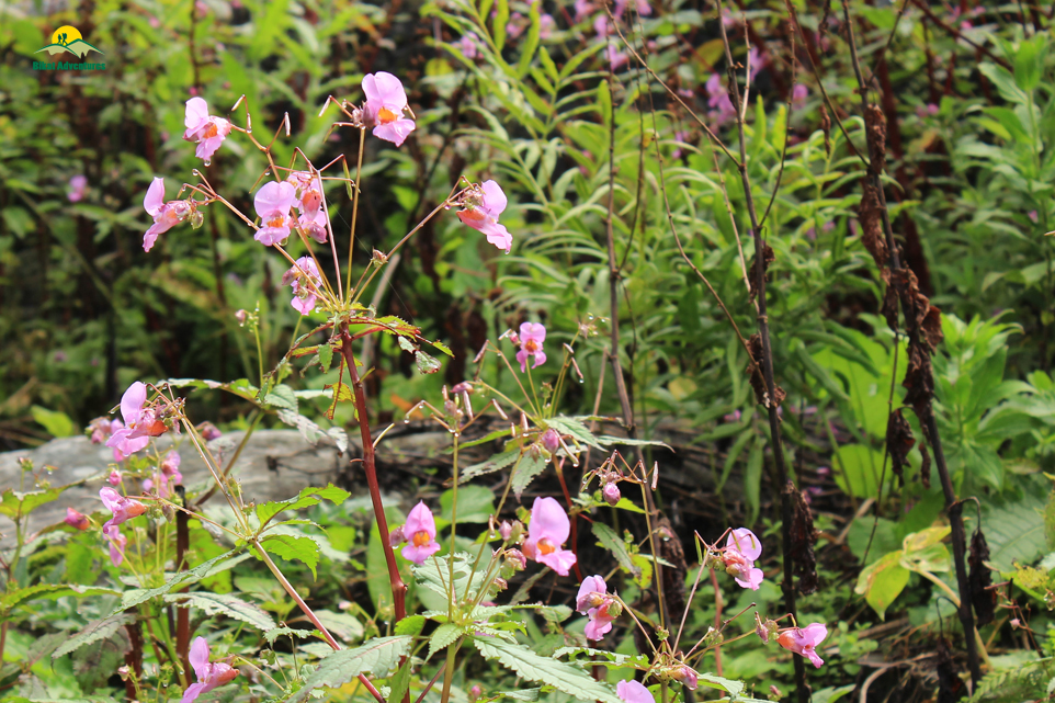 Valley of Flowers – The trip that was not supposed to happen!