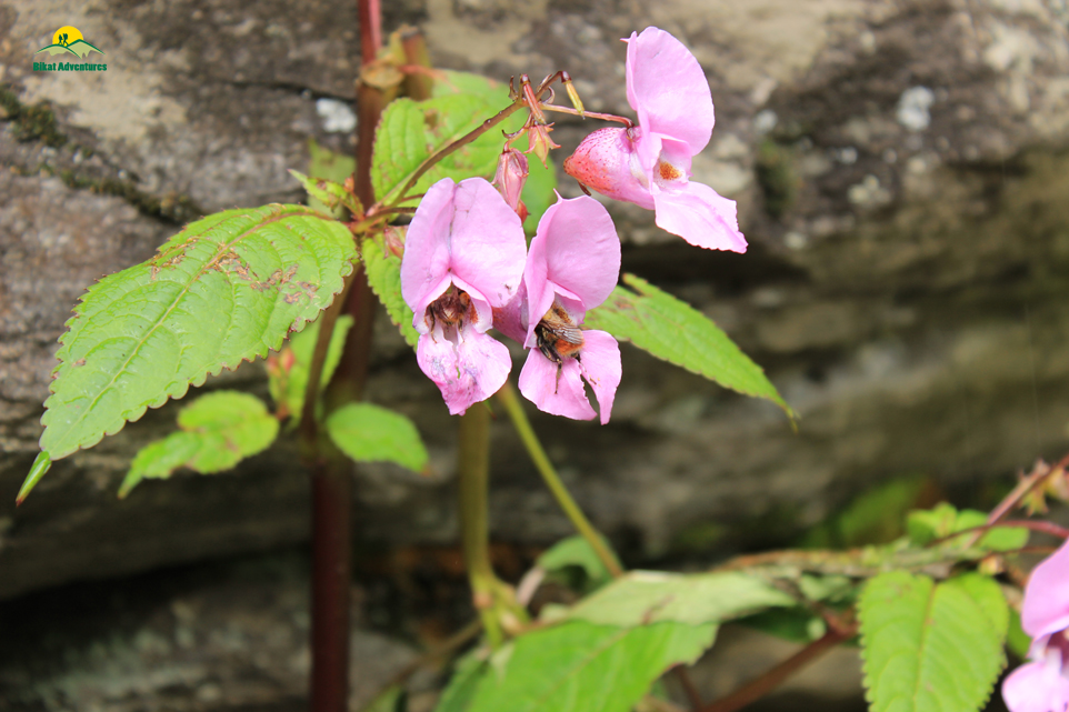 Valley of Flowers – The trip that was not supposed to happen!