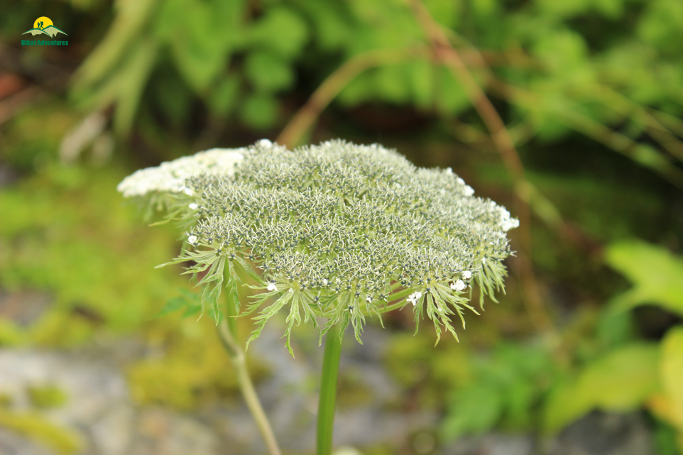 Valley of Flowers – The trip that was not supposed to happen!