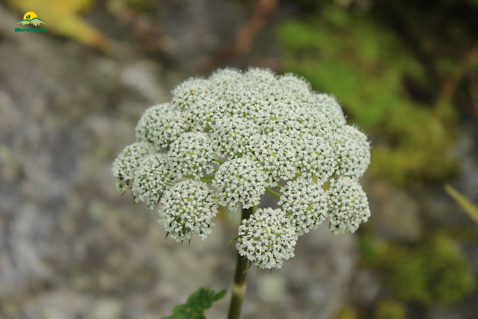 Valley of Flowers – The trip that was not supposed to happen!