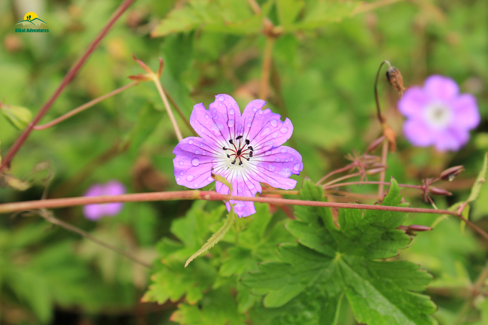 Valley of Flowers – The trip that was not supposed to happen!