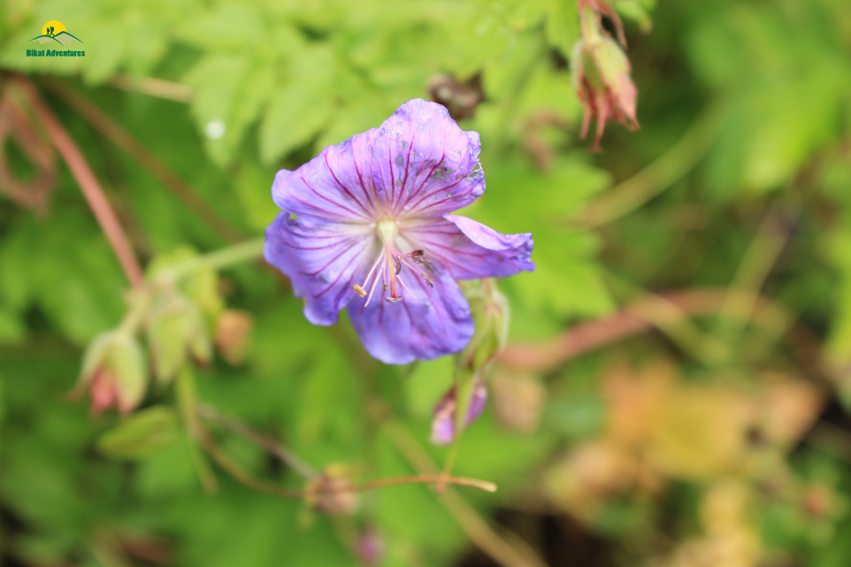 Valley of Flowers – The trip that was not supposed to happen!