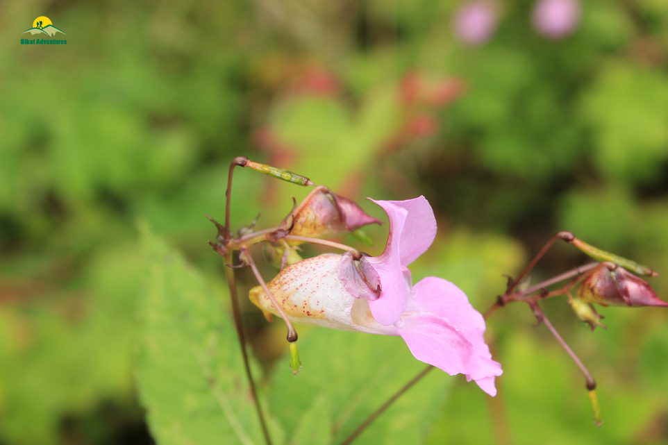 Valley of Flowers – The trip that was not supposed to happen!