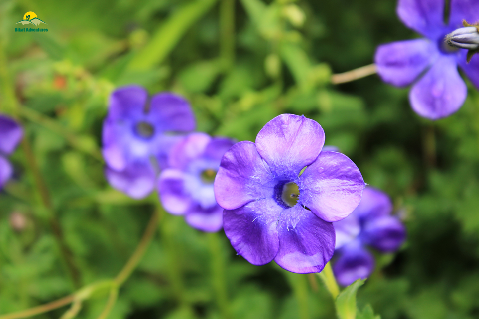 Valley of Flowers – The trip that was not supposed to happen!