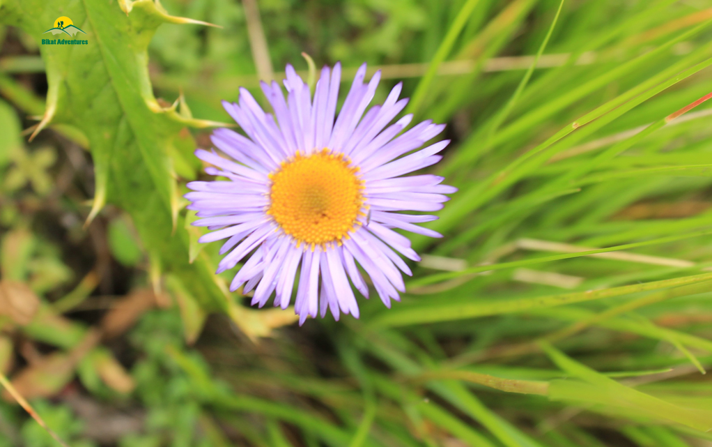 Valley of Flowers – The trip that was not supposed to happen!