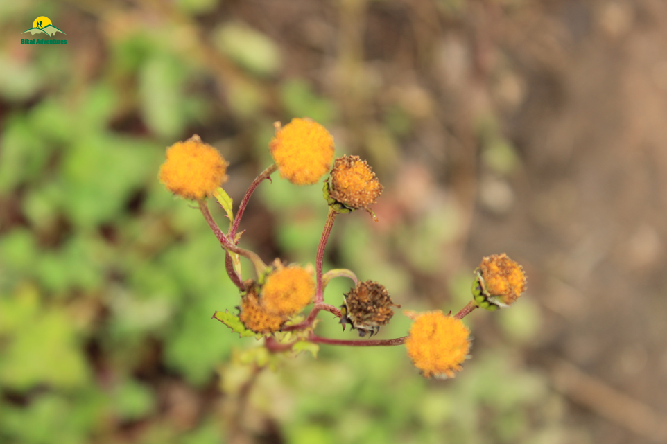 Valley of Flowers – The trip that was not supposed to happen!