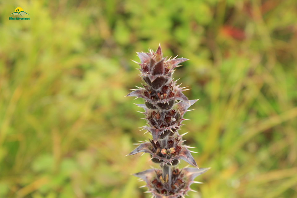 Valley of Flowers – The trip that was not supposed to happen!