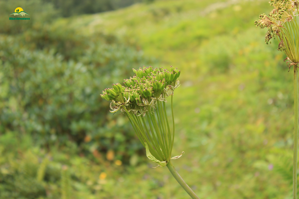 Valley of Flowers – The trip that was not supposed to happen!