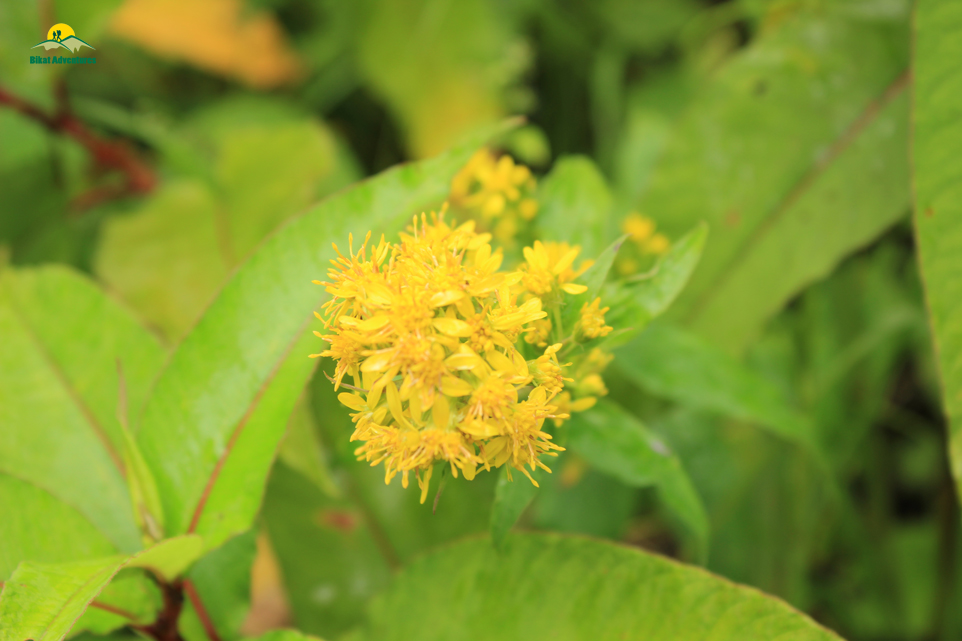 Valley of Flowers – The trip that was not supposed to happen!