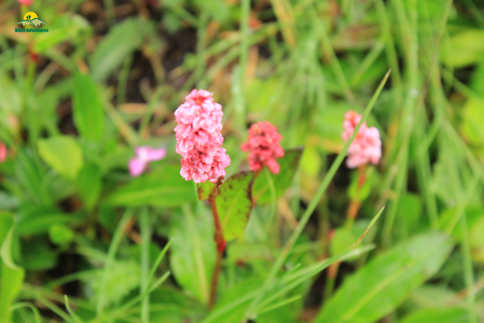 Valley of Flowers – The trip that was not supposed to happen!