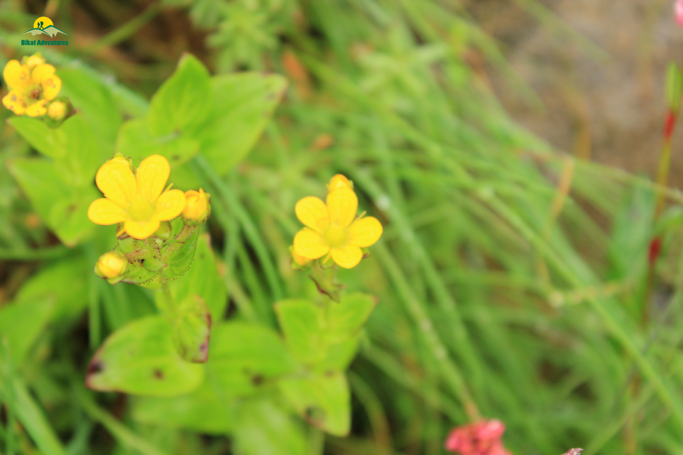 Valley of Flowers – The trip that was not supposed to happen!