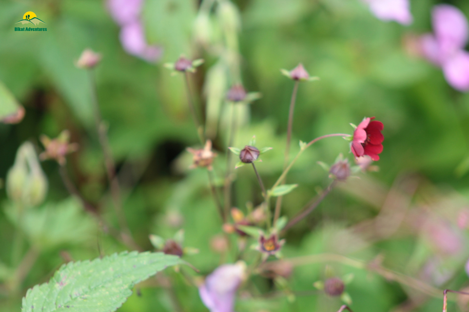 Valley of Flowers – The trip that was not supposed to happen!