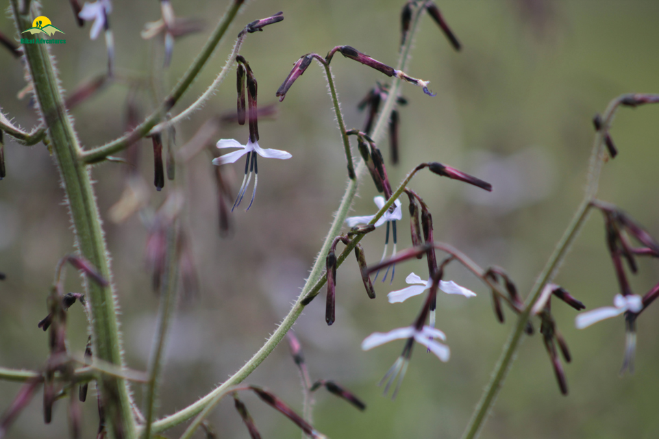 Valley of Flowers – The trip that was not supposed to happen!