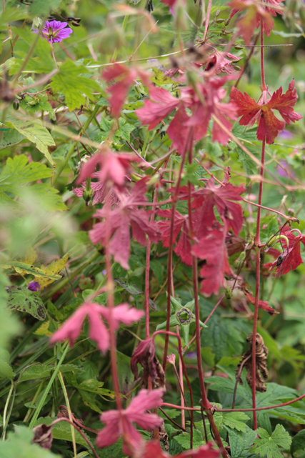 Valley of Flowers – The trip that was not supposed to happen!