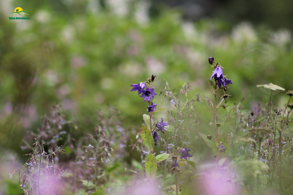 Valley of Flowers – The trip that was not supposed to happen!