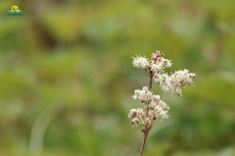 Valley of Flowers – The trip that was not supposed to happen!