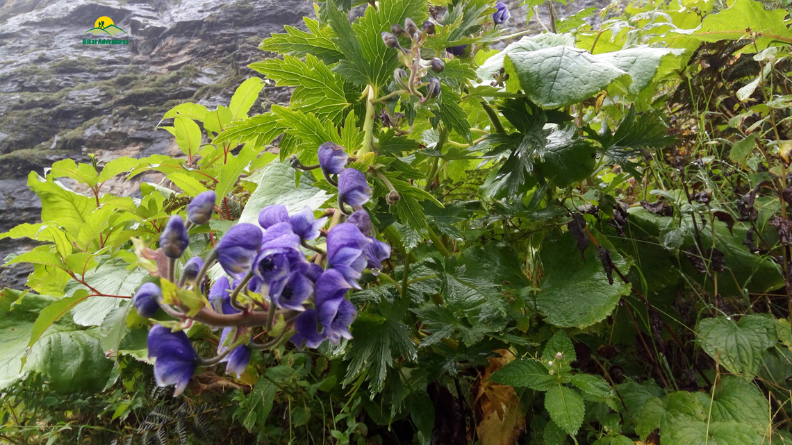 Valley of Flowers – The trip that was not supposed to happen!