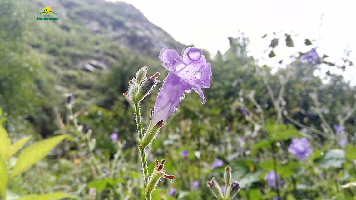 Valley of Flowers – The trip that was not supposed to happen!