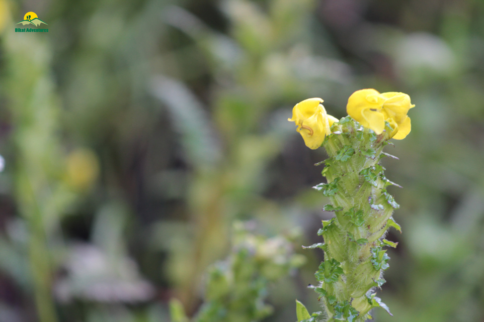 Valley of Flowers – The trip that was not supposed to happen!