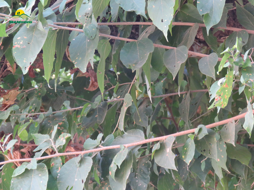 Flora of Nag Tibba Trek
