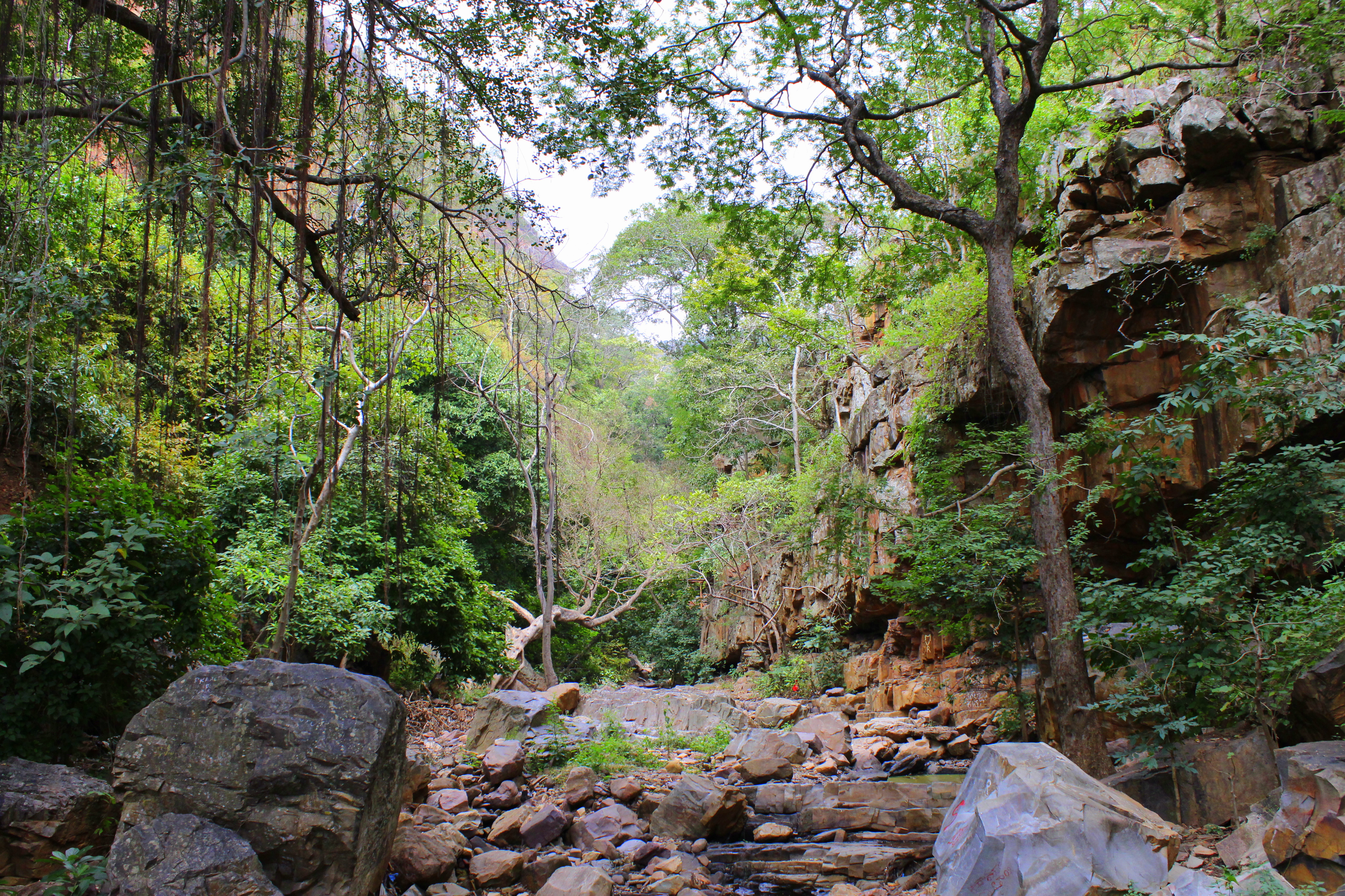 Ahobilam Jungle picture Bikat