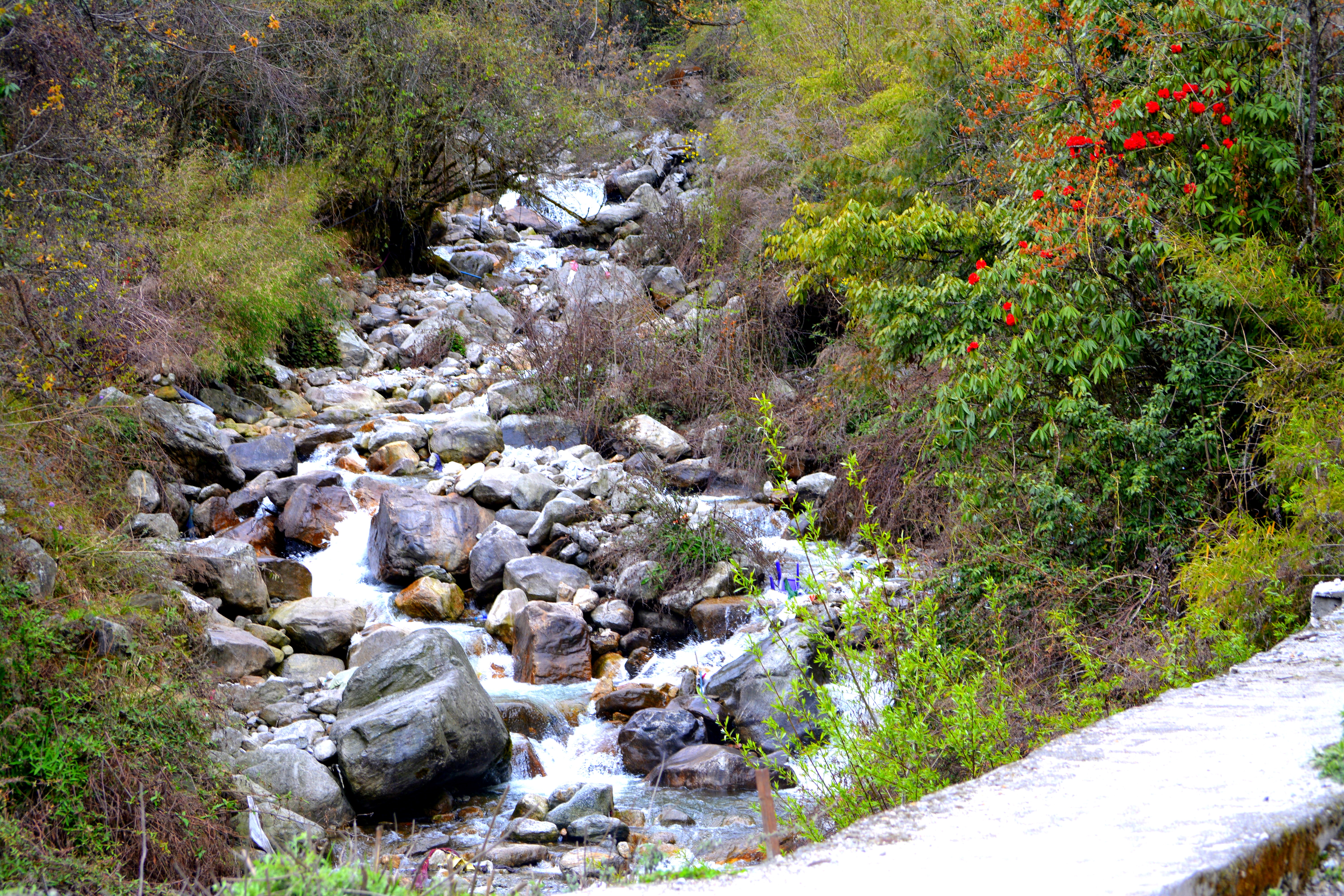 A trek to the Dzumsa governed Lachung!