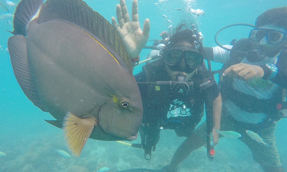 The diving experience in Bangaram