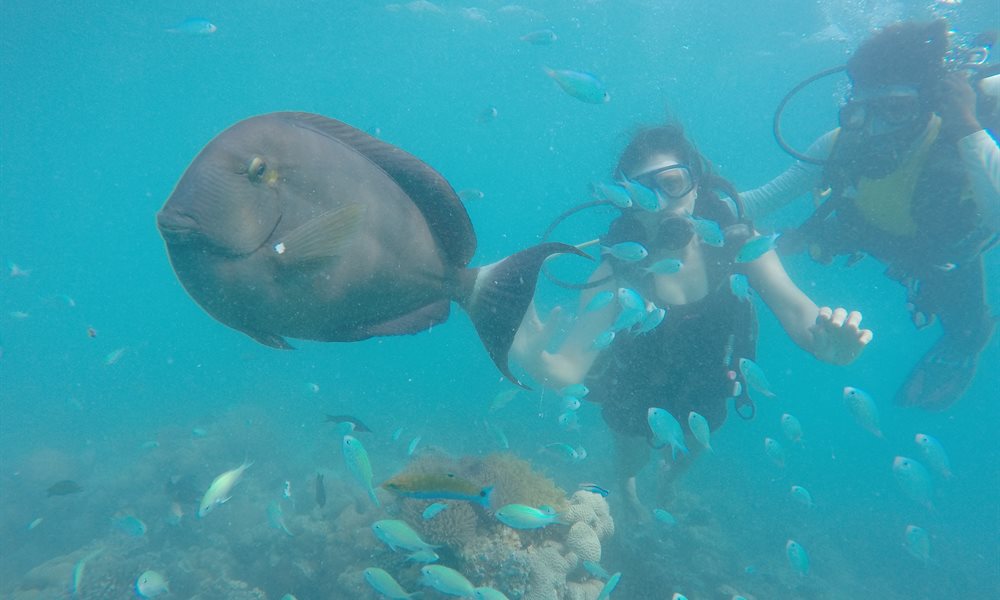 The diving experience in Bangaram