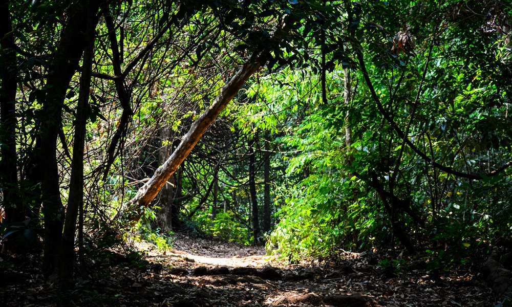 The Mighty Vasota Trek