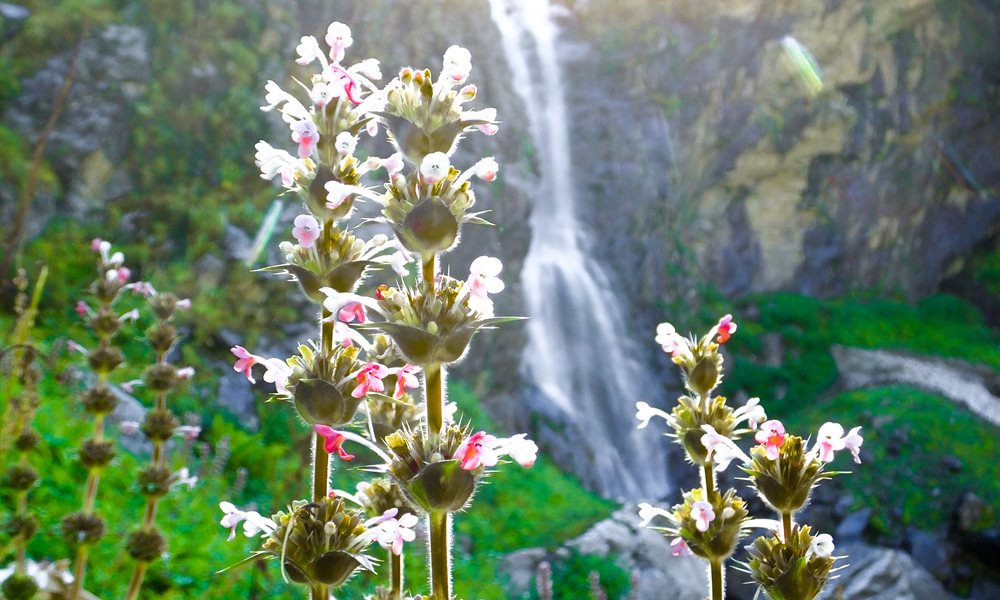 It’s Journey, not the destination (Hemkund sahib and the valley of flowers)