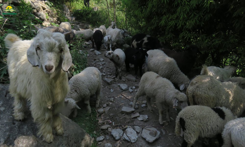 Story Of Healing Grass And Greedy Shepherd - Local Stories From Rupin Pass