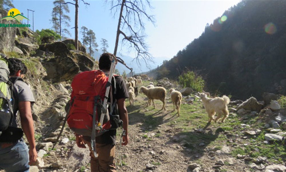 Story Of Healing Grass And Greedy Shepherd - Local Stories From Rupin Pass