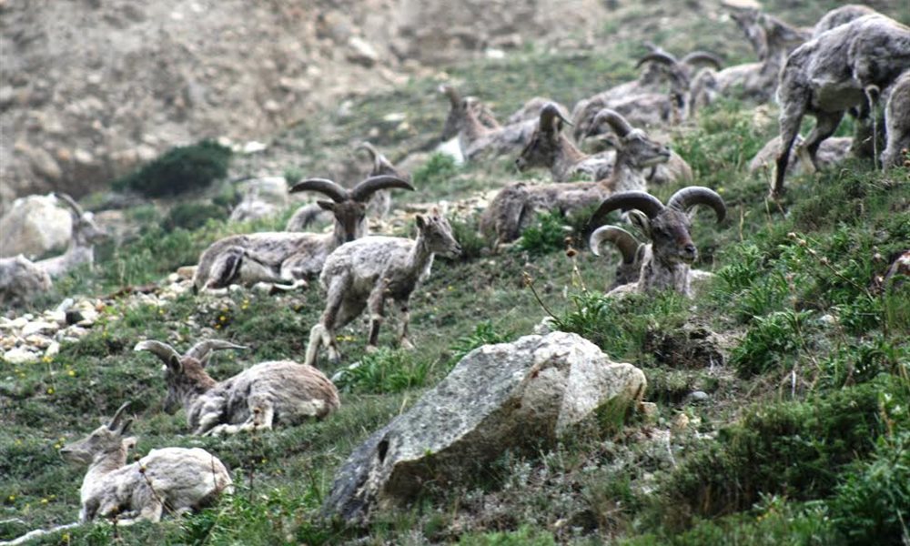 A trek to Kalindi pass