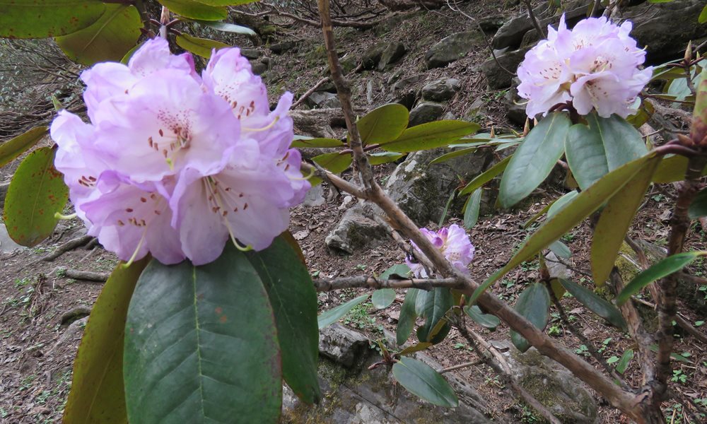 Rupin Pass Trek Flora And Fauna