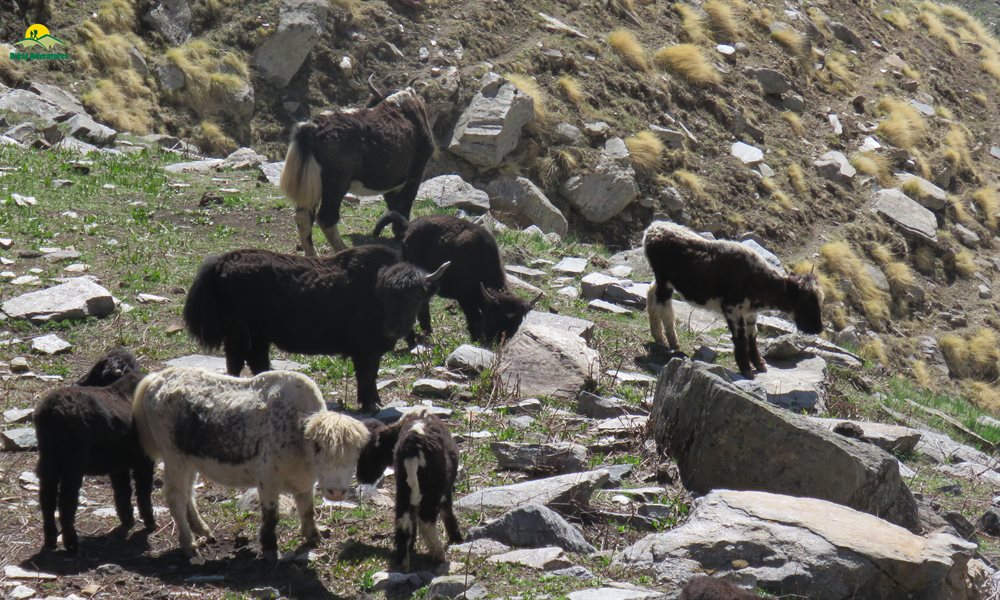 Rupin Pass Trek Flora And Fauna