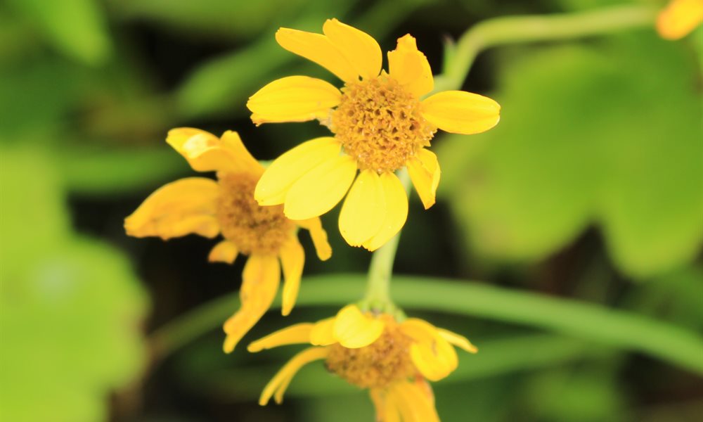 Valley of Flowers – Trek or Yatra?