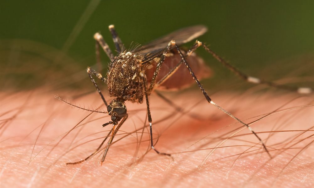 Mosquito Image Bikat
