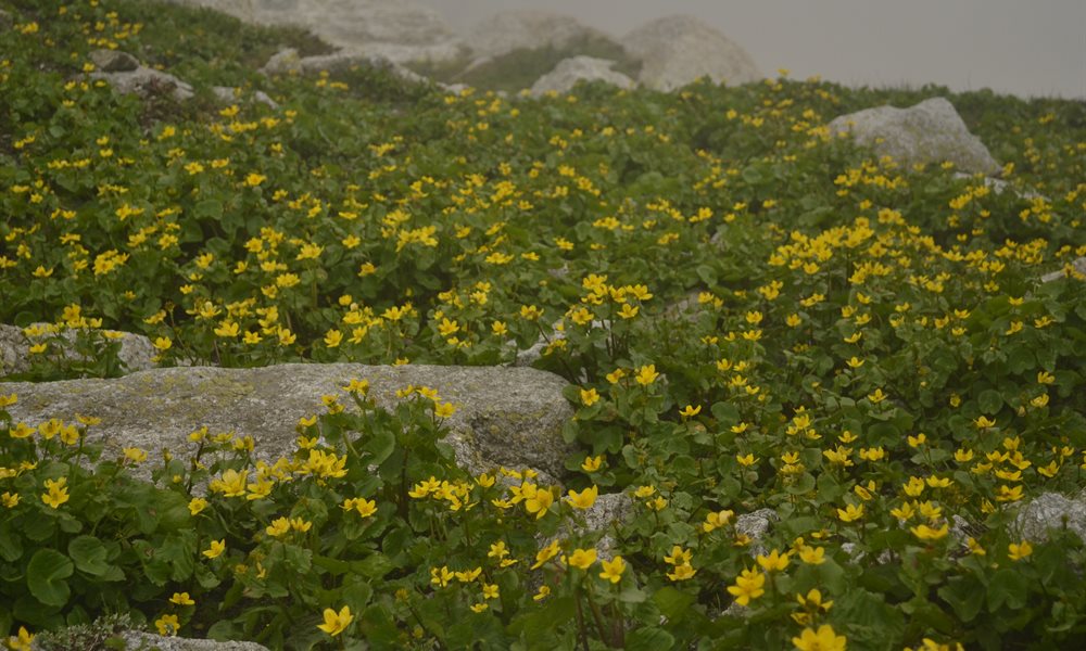 The ultimate guide to Indrahar Pass Trek in monsoon