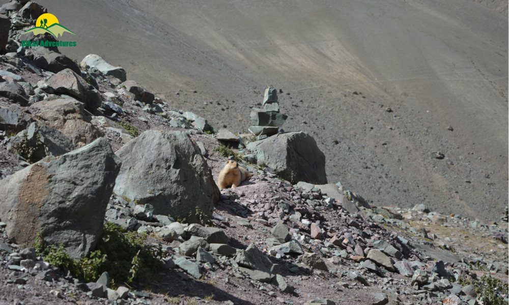 These Exhilarating Photos from Stok Kangri Trek Will Get You All Stok'd To Take Up The Challenge