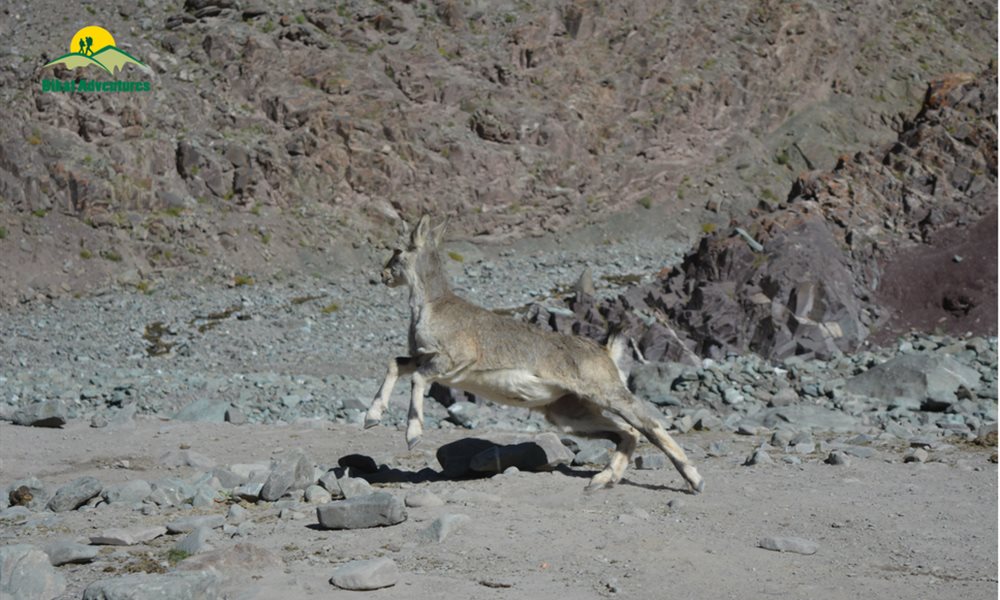These Exhilarating Photos from Stok Kangri Trek Will Get You All Stok'd To Take Up The Challenge